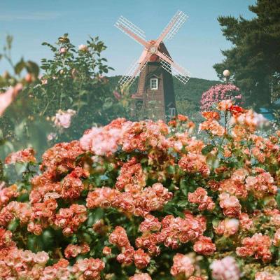 半岛彩票下载手机版